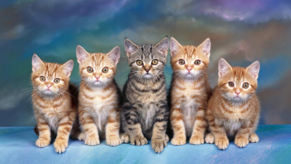 Wallpaper Desktop, Cat, Cats, Picture, Nice