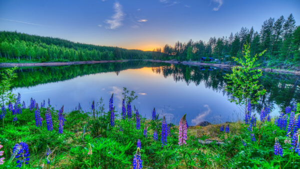 Wallpaper Sunset, Reflecting, Desktop, Flowers, And, Nature, Lupine, Lake