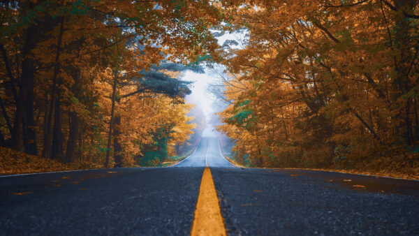 Wallpaper Between, Trees, Yellow, Road, Mobile, Desktop, Nature, Leaves, With