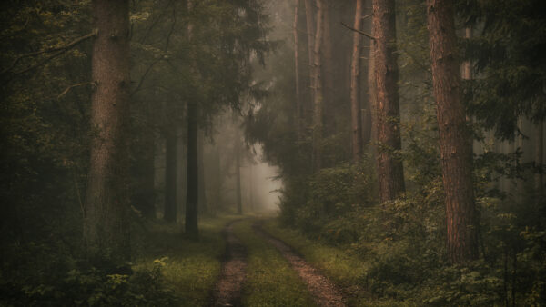 Wallpaper Fog, Desktop, Nature, Between, Mobile, Trees, Road, With, Forest