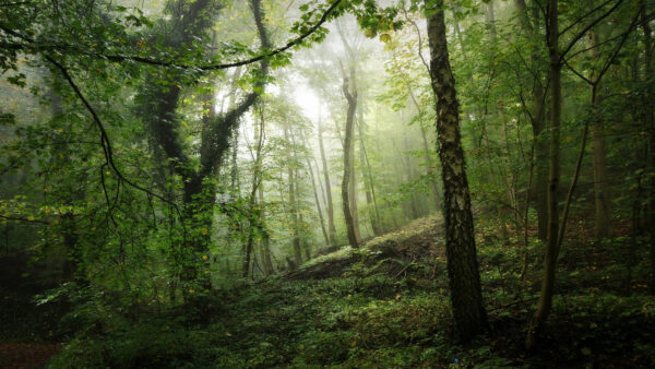 Wallpaper Moss, Desktop, Greenery, Nature, Mobile, Forest, Trees, And, With, Fog