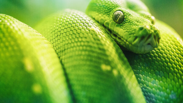 Wallpaper Animals, Python, Viper, Closeup, Desktop, Photo, Green