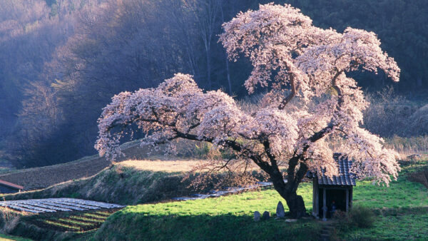 Wallpaper Forest, Blossom, Background, Tree, Nature, Grass, Desktop, Cherry, Surrounded