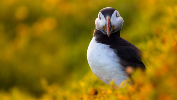 Wallpaper Yellow, Animals, Green, White, Puffin, Black, Blur, Desktop, Background