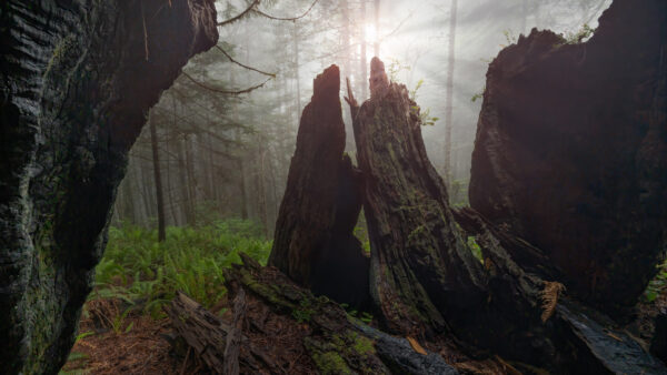 Wallpaper Nature, With, Fog, Sunrise, During, Mobile, Desktop, Forest