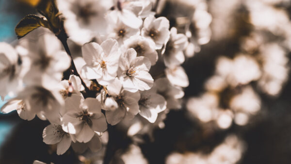 Wallpaper Spring, White, Blossom, Flowers