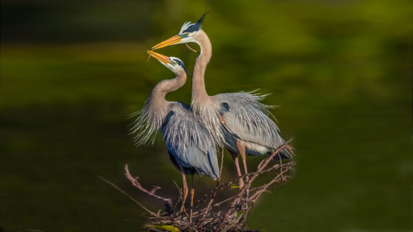 Wallpaper Blue, Blur, Mobile, Green, Two, Great, Background, Are, Standing, Desktop, Heron, Birds