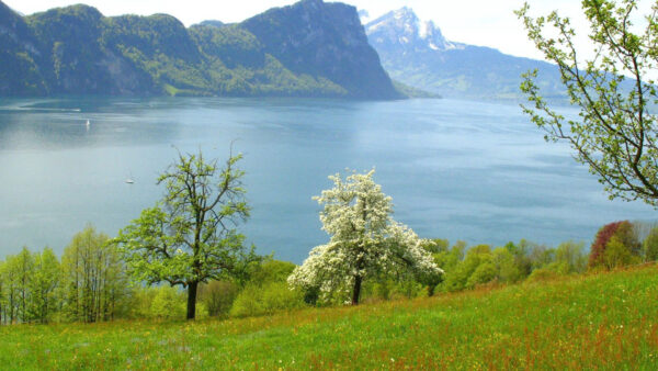 Wallpaper Trees, Covered, Mountains, Slope, And, Nature, Grass, Lake, Between, Green