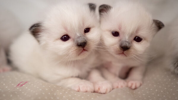 Wallpaper Desktop, Kittens, Cute, Animals, Pet