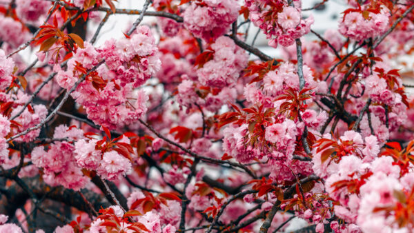 Wallpaper Tree, Flowers, Pink, Red, Desktop, Leaves, Branches, Mobile