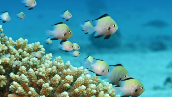 Wallpaper Shoal, Fish, Underwater