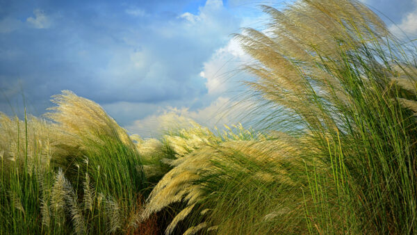 Wallpaper Wheat, Desktop, Under, Sky, White, Nature, Blue, Clouds, Green, Mobile, Field