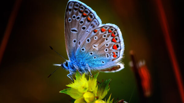 Wallpaper Butterfly, Flower, Black, Dotted, Desktop, Blue, Yellow, Brown