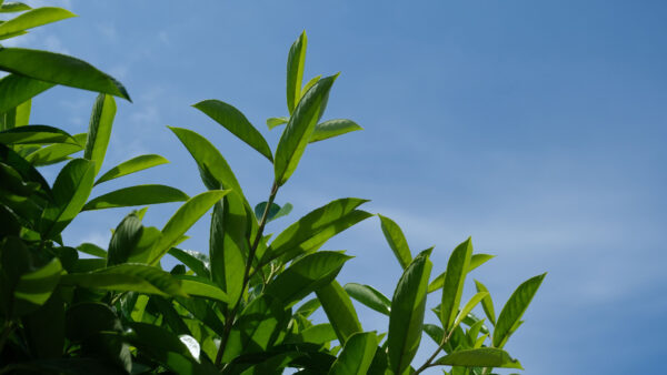 Wallpaper Mobile, Tree, Green, Branches, Background, Sky, Desktop, Leaves, Blue, Nature