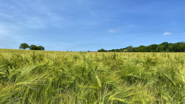 Wallpaper Green, Sky, Under, Wheat, Mobile, Ears, Blue, Nature, Field, Desktop