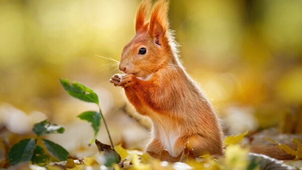 Wallpaper Desktop, Red, Squirrel, Rodent