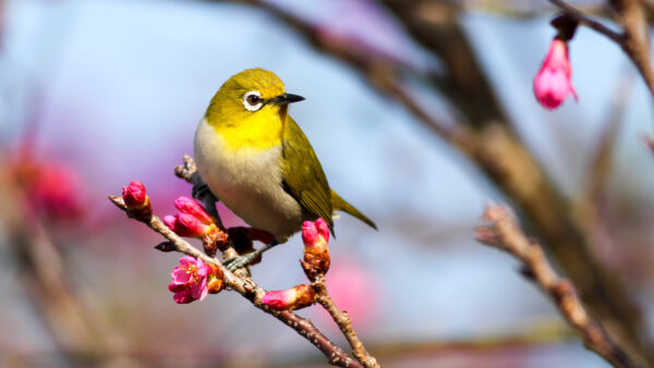 Wallpaper Bird, Standing, Blossom, Green, Pink, Tree, Background, Blur, Desktop, Mobile, White-Eye, Birds, Branch