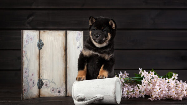Wallpaper Shiba, Puppy, Dog, Black, Inu, Brown
