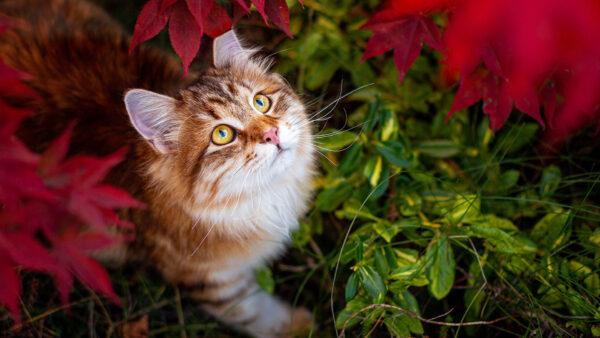 Wallpaper White, Looking, Eyes, Brown, Yellow, Cat