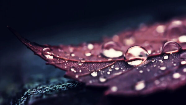 Wallpaper Closeup, Leaf, Brown, Aesthetic, View, Water, Drops, With