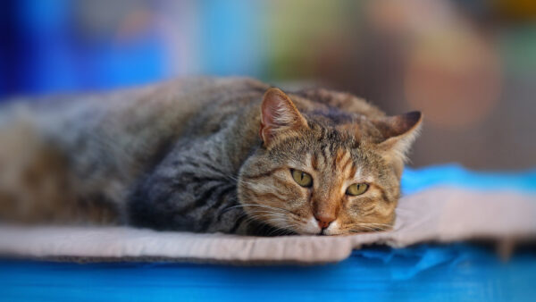 Wallpaper Green, Shallow, Sitting, Animals, With, Desktop, Cat, Background, Eyes