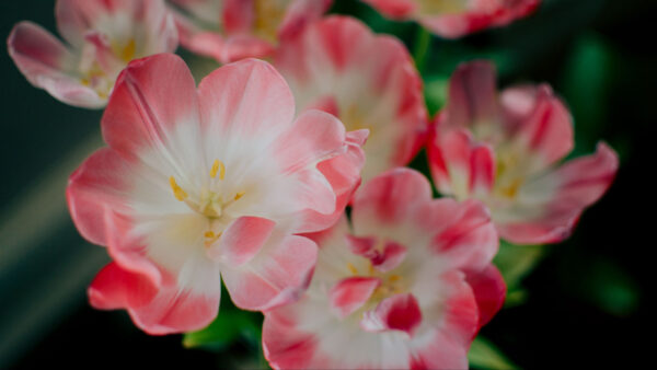 Wallpaper Flowers, Pink, Background, Bud, Blur, Petals