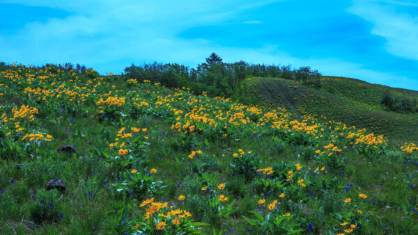 Wallpaper Flowers, Slope, Field, Mobile, Blue, Green, Leaves, Sky, Desktop, Background, Yellow