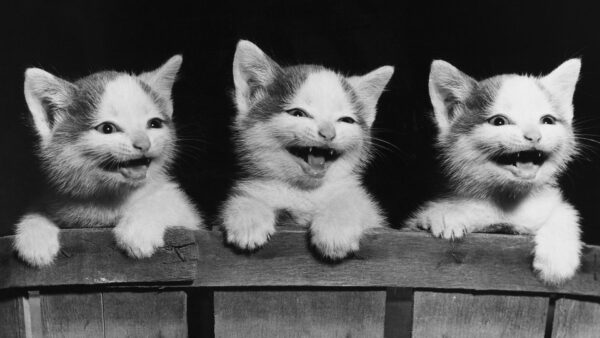 Wallpaper Desktop, Smiling, Kitten, Cute, Kittens