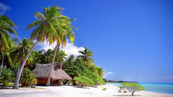 Wallpaper Hut, Ocean, Sky, Blue, Beach, Sand, Under, Trees, Coconut, Chairs, Palm