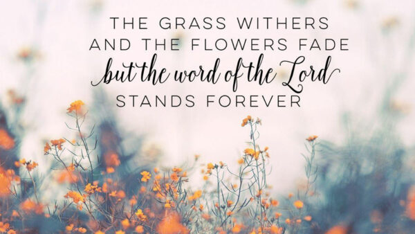 Wallpaper Fade, The, Withers, And, Grass, Jesus, Flowers
