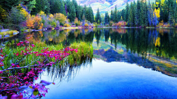 Wallpaper Reflection, Leaves, Trees, Spruce, During, Nature, Daytime, Green, Lake, Yellow, Forest, Mountains, Bushes