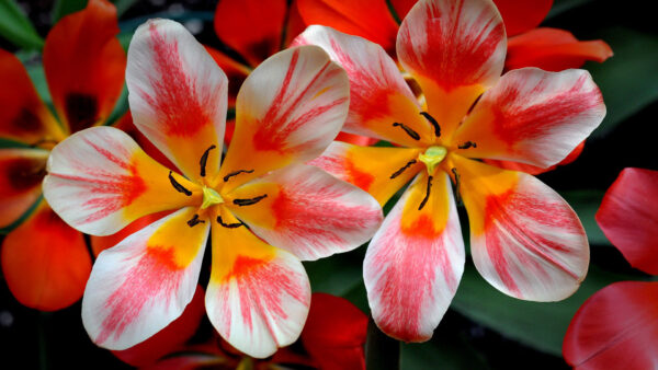 Wallpaper Flowers, White, Red, Yellow