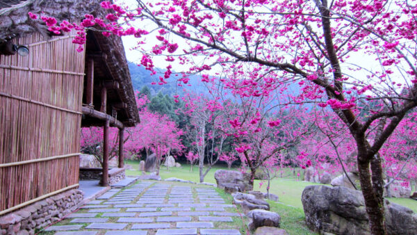 Wallpaper Hut, Garden, Pink, Tree, Sakura, Flowers, Dark, Branches