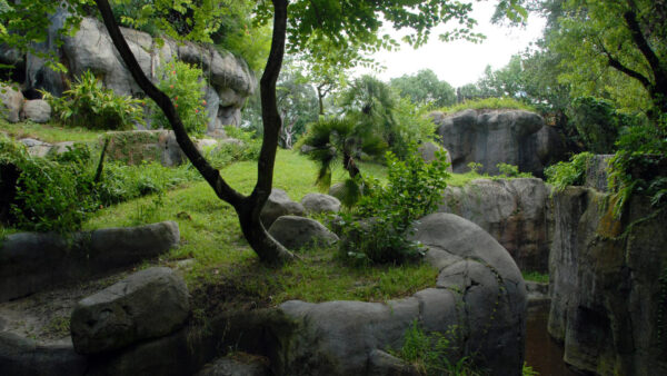 Wallpaper Rock, With, Garden, And, Trees, Foliage