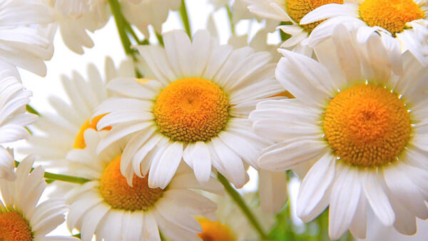 Wallpaper Daisy, Chamomile, Yellow, Flowers, White