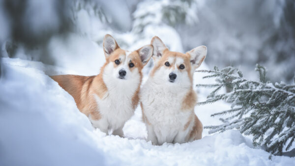 Wallpaper Dog, Snow, Dogs, Corgi, Welsh, Field, Are, Standing