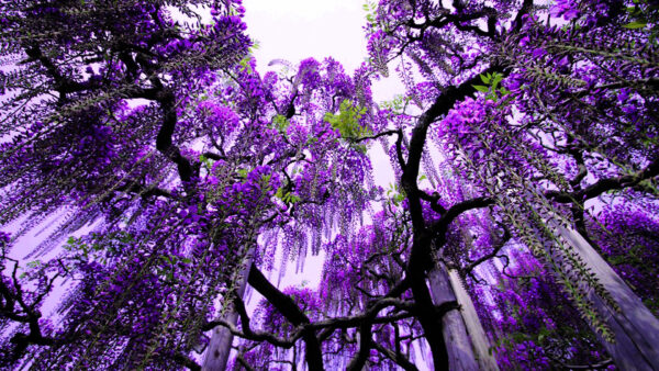 Wallpaper Under, Flowers, View, Trees, Worm’s, Eye, Sky, Purple