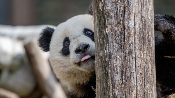 Wallpaper Tree, With, Panda, Tongue, Standing, Behind, Protruding, Trunk