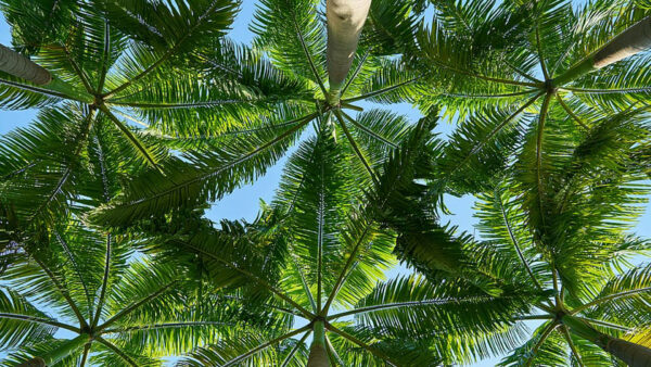 Wallpaper Background, View, Worm’s, Palm, Eye, Sky, Blue, Trees, Photography, Leaves, Nature, Green