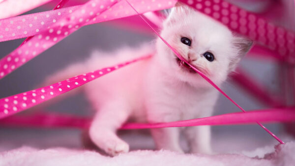 Wallpaper Eyes, Kitten, White, Cat, Black