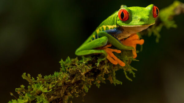 Wallpaper Frog, Plants, Branch, Red, Small, Covered, Eyed, Tree, Yellow, Green