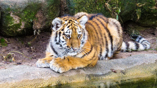 Wallpaper Tiger, Sitting, Rock, Water, Reflection