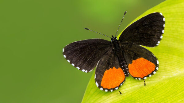 Wallpaper Orange, Black, Green, Leaf, Butterfly