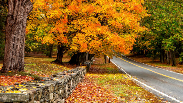 Wallpaper Scenery, Yellow, Fall, Trees, Road, Beautiful, Between, Green