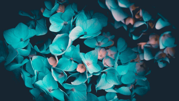 Wallpaper Teal, Bunch, Black, Flowers, Background