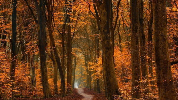 Wallpaper Background, Forest, Nature, Path, Yellow, Trees, Leaves, Between, Orange, Autumn
