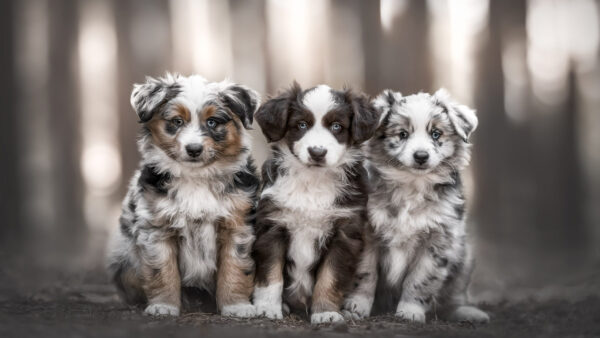 Wallpaper Australian, Blur, Brown, Background, Shepherd, Puppies, Three, Dog, Black, White