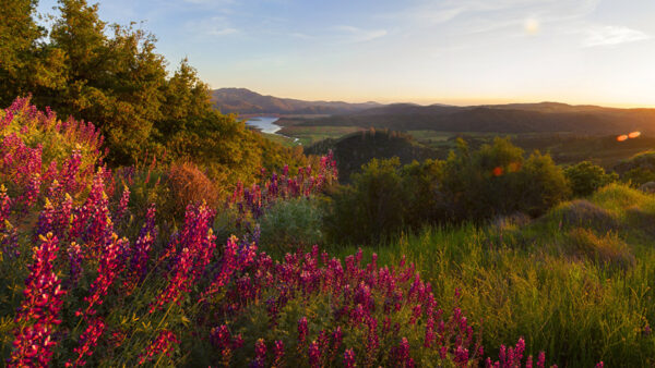 Wallpaper Beautiful, Trees, Nature, Lake, Grass, Scenery, Background, Mountain, Shrubs