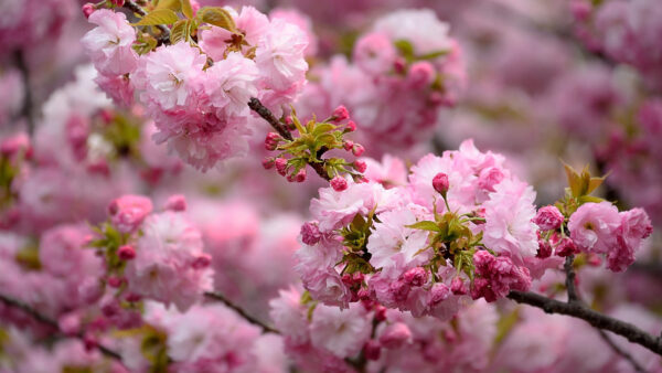 Wallpaper Background, Pink, Beautiful, Blossom, Tree, Cherry, Buds, Blur, Branches, Flowers