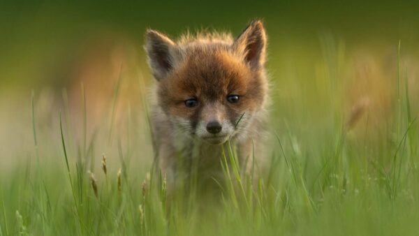 Wallpaper Grass, Standing, Background, Blur, Puppy, Field, Fox, Cute